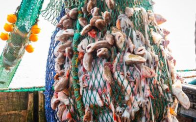 Черно море е пред екологична катастрофа заради свръхулов