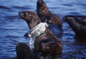 Картинката не може да има празен alt атрибут; името на файла е Seal-300x207-1.jpg